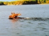 mooseswiming