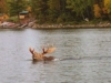 mooseswimingatcamp