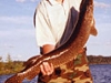 northernpike